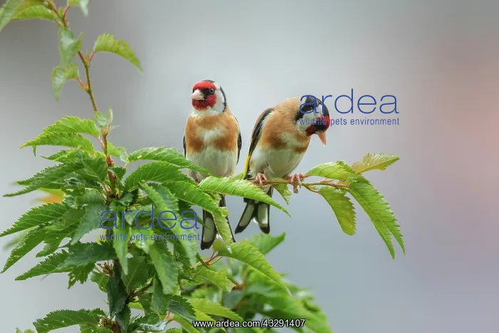 : Golfinch - two adult goldfinch sitting on a cherry tree in l : Golfinch - two adult goldfinch sitting on a cherry tree in l