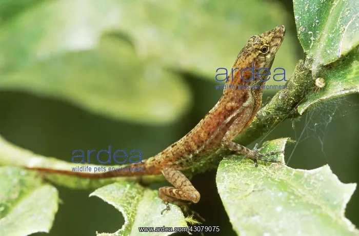 : Golfo Dulce Anole : Golfo Dulce Anole