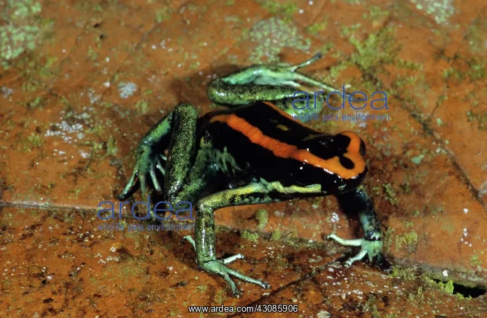: Golfo Dulce Poison Dart Frog : Golfo Dulce Poison Dart Frog