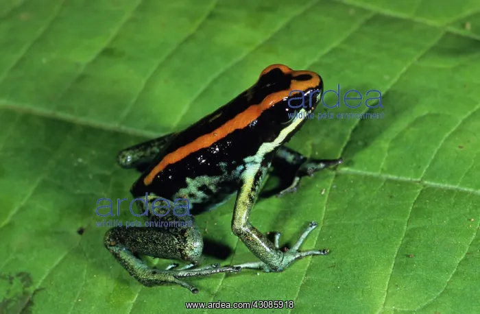 : Golfo Dulce Poison Dart Frog : Golfo Dulce Poison Dart Frog