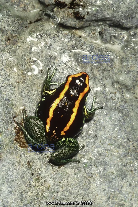  : Golfodulcean Poison Dart Frog