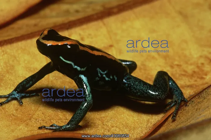 : Golfodulcean Poison Frog : Golfodulcean Poison Frog