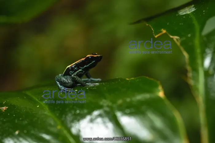 : Golfodulcean Poison Frog - Golfodulcean Poison Frog : Golfodulcean Poison Frog - Golfodulcean Poison Frog
