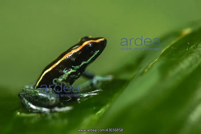 : Golfodulcean Poison Frog - Golfodulcean Poison Frog : Golfodulcean Poison Frog - Golfodulcean Poison Frog