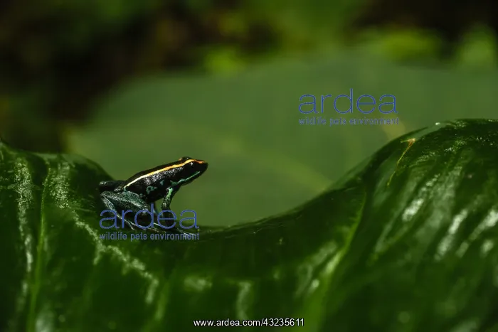 : Golfodulcean Poison Frog - Golfodulcean Poison Frog : Golfodulcean Poison Frog - Golfodulcean Poison Frog