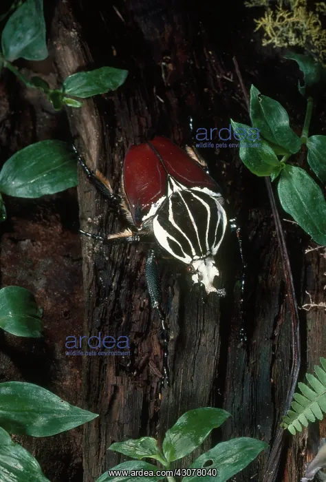 : Goliath Beetle : Goliath Beetle
