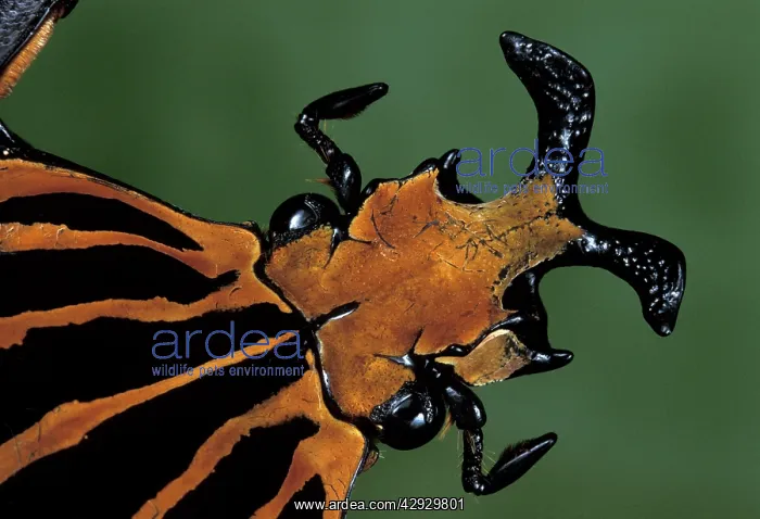 : Goliath Beetle - close-up : Goliath Beetle - close-up