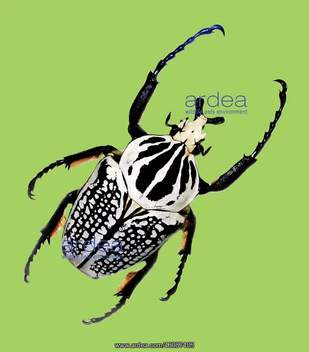 : Goliath Beetle (Goliathis orientalis) : Goliath Beetle (Goliathis orientalis)