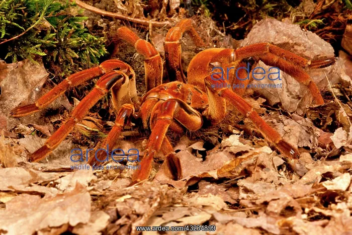 : Goliath Bird-eater Spider, Theraphosa blondi : Goliath Bird-eater Spider, Theraphosa blondi