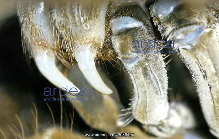 : Goliath Bird Eater Tarantula : Goliath Bird Eater Tarantula