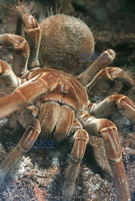 : Goliath Bird eater Tarantula : Goliath Bird eater Tarantula