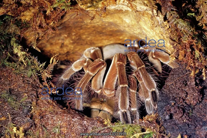 : Goliath Bird-Eating Spider : Goliath Bird-Eating Spider