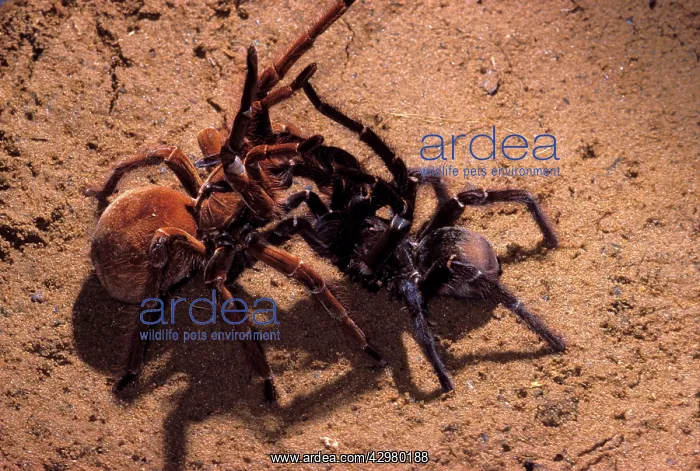 : Goliath Bird Eating Tarantula : Goliath Bird Eating Tarantula