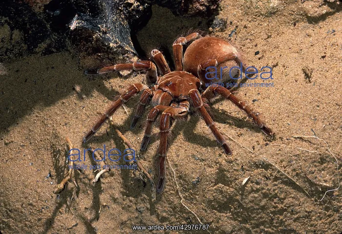 : Goliath Bird-eating Tarantula - Adult female : Goliath Bird-eating Tarantula - Adult female