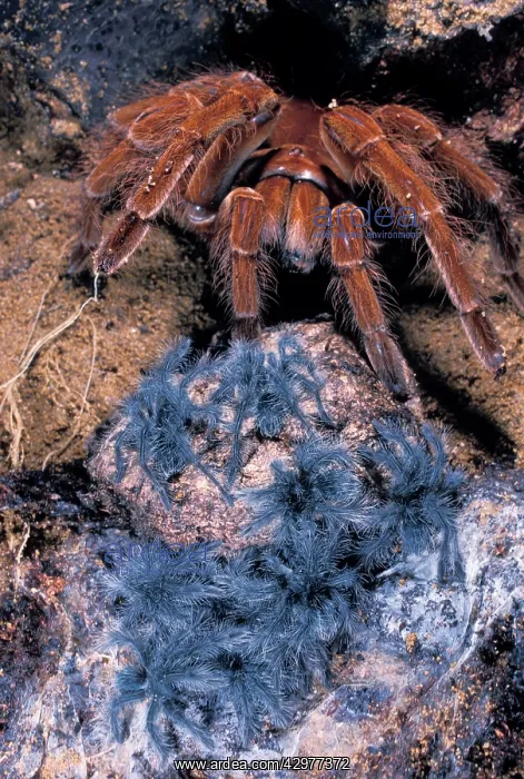 : Goliath Bird Eating Tarentula - Female and its youngs : Goliath Bird Eating Tarentula - Female and its youngs