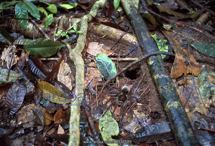 : Goliath Birdeater Tarantula - Female in front of its tunnel : Goliath Birdeater Tarantula - Female in front of its tunnel
