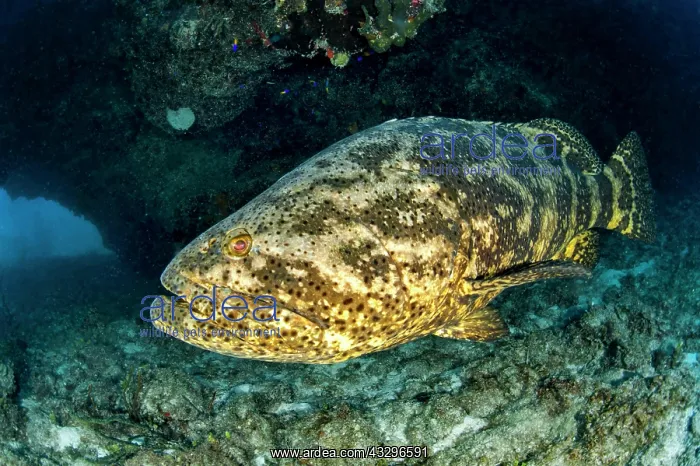 : Goliath (Epinephelus itajara) grouper, gardens of : Goliath (Epinephelus itajara) grouper, gardens of
