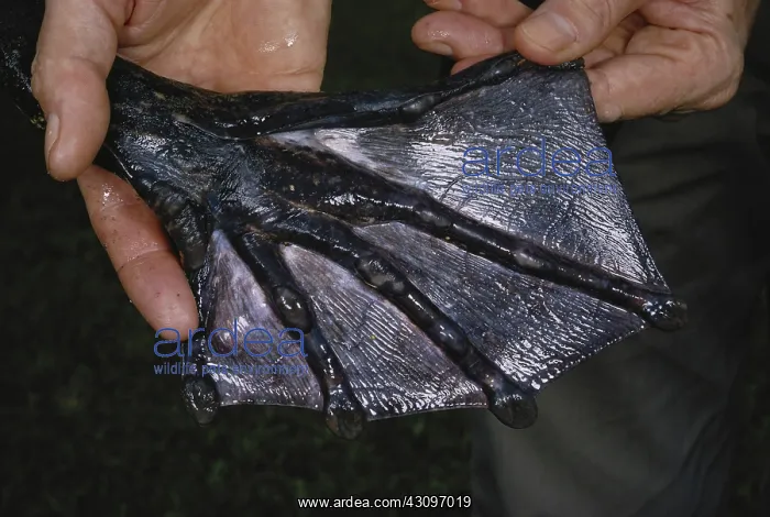 : Goliath Frog Foot : Goliath Frog Foot