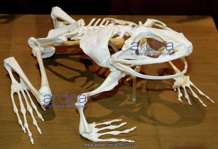 : Goliath Frog - skeleton : Goliath Frog - skeleton