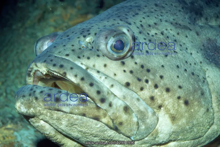 : Goliath Grouper - also know as Jewfish / Guasa : Goliath Grouper - also know as Jewfish / Guasa