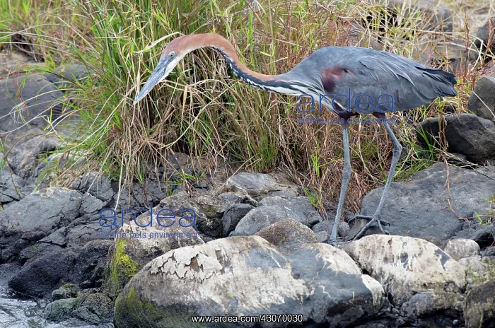  : Goliath heron