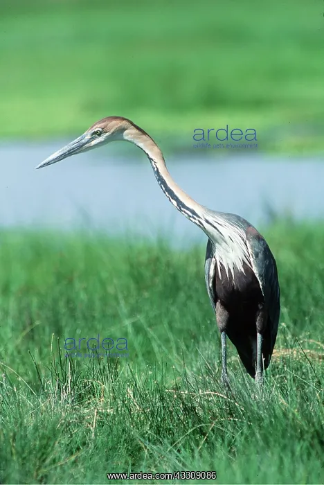 : GOLIATH HERON