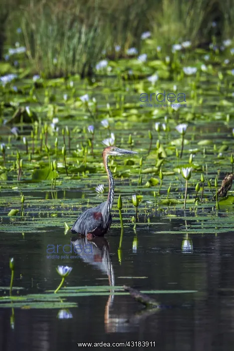 : Goliath heron (Ardea goliath) in Mapunbugwe National : Goliath heron (Ardea goliath) in Mapunbugwe National