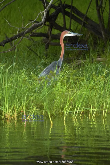 : Goliath Heron (Ardea goliath), Zambezi River : Goliath Heron (Ardea goliath), Zambezi River