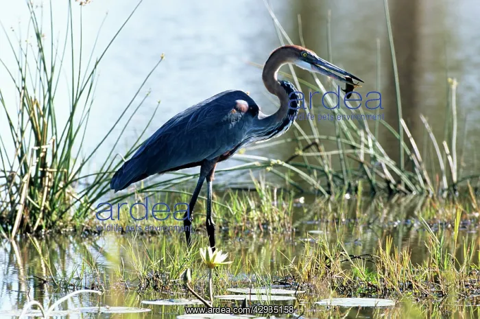 : Goliath HERON - with fish in beak : Goliath HERON - with fish in beak