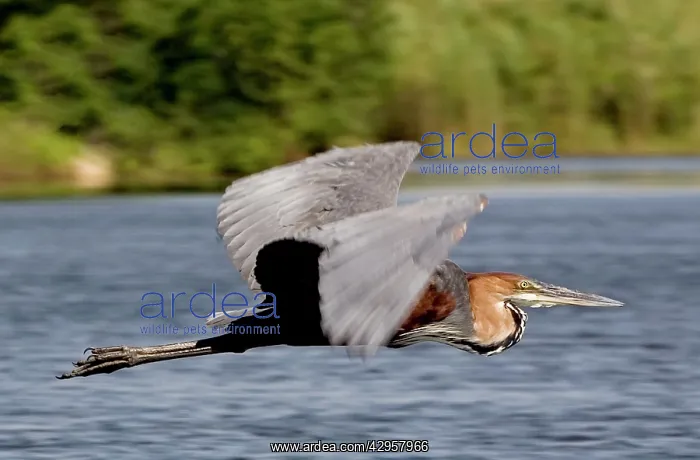 : Goliath Heron - In flight : Goliath Heron - In flight
