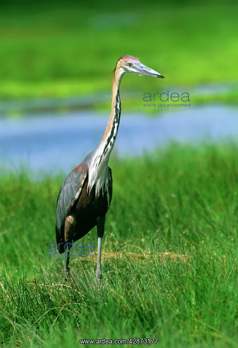  : Goliath Heron - in grass