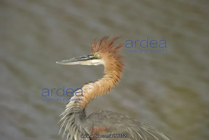 : Goliath Heron - Hunting at the bank of the Shingwedzi : Goliath Heron - Hunting at the bank of the Shingwedzi