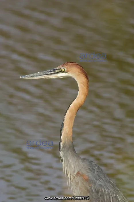  : Goliath Heron - Hunting at the bank of the Shingwedzi River