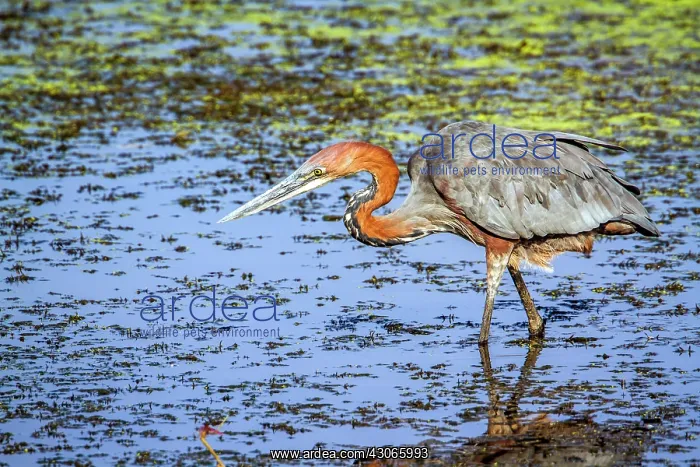 : Goliath heron in Kruger National park : Goliath heron in Kruger National park