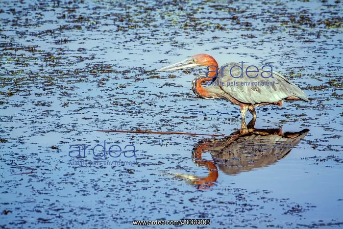 : Goliath heron in Kruger National park : Goliath heron in Kruger National park