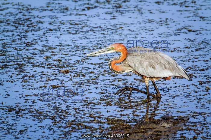 : Goliath heron in Kruger National park : Goliath heron in Kruger National park