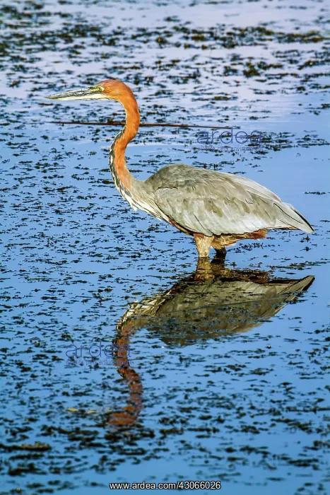 : Goliath heron in Kruger National park : Goliath heron in Kruger National park