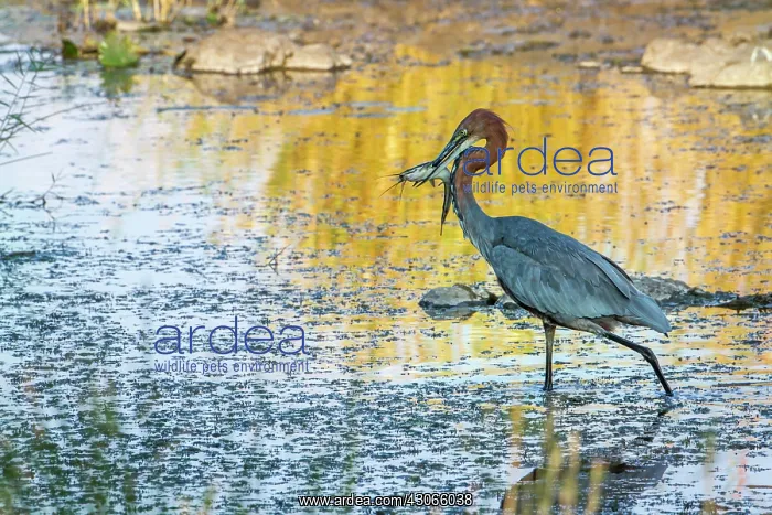 : Goliath heron in Kruger National park : Goliath heron in Kruger National park