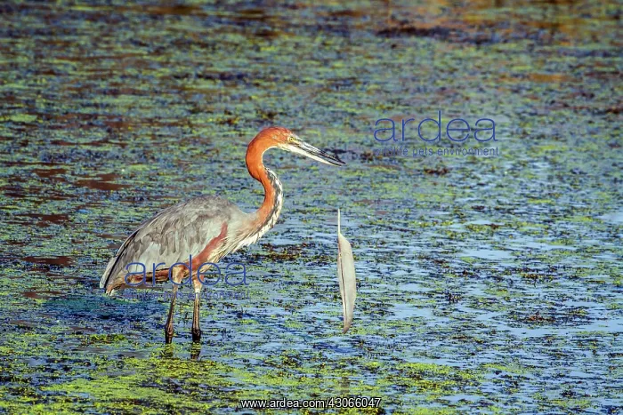 : Goliath heron in Kruger National park : Goliath heron in Kruger National park