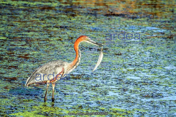 : Goliath heron in Kruger National park : Goliath heron in Kruger National park