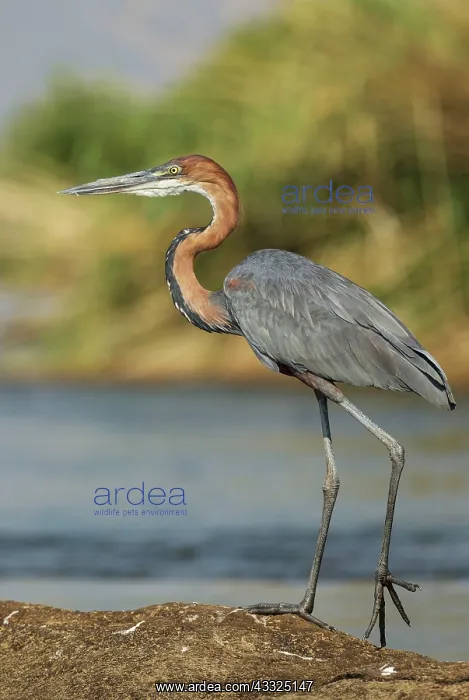  : Goliath Heron - on a rock island in the Chobe River