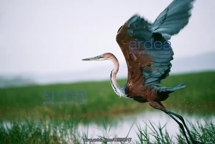 : Goliath HERON - taking off : Goliath HERON - taking off