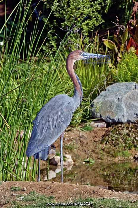 : Goliath Heron by water : Goliath Heron by water