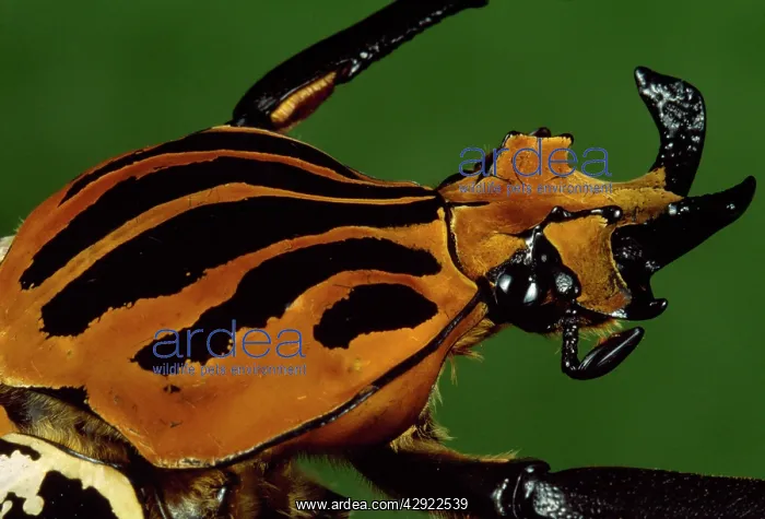 : Goliath / Scarab Beetle - close-up of head : Goliath / Scarab Beetle - close-up of head