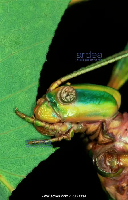  : Goliath stick insect - feeding on gumleaf