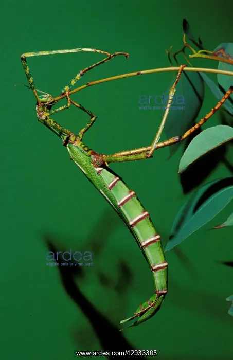 : Goliath stick insect - female eating moulted leg : Goliath stick insect - female eating moulted leg