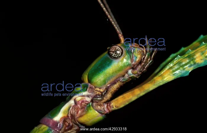 : Goliath stick insect - female head. Females can : Goliath stick insect - female head. Females can