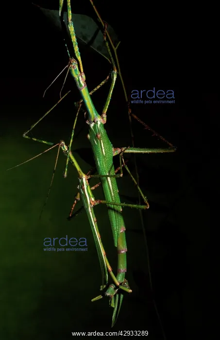 : Goliath stick insect - male, left, and female mating : Goliath stick insect - male, left, and female mating