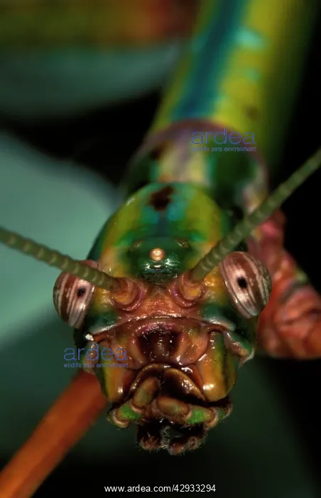 : Goliath stick insect - may look like a monster : Goliath stick insect - may look like a monster