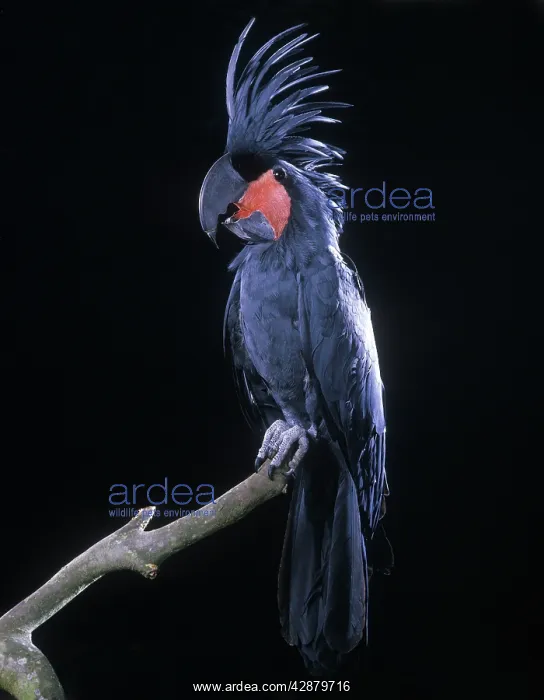 : Goliath's Palm Cockatoo : Goliath's Palm Cockatoo